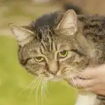 Ce se întâmplă dacă nu observați durerea cronică la o pisică în vârstă: când răbdarea devine periculoasă ce-se-intampla-daca-nu-observati-durerea-cronica-la-o.jpg