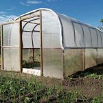 Ce se întâmplă dacă plantați calendula în seră cu castraveți: salvarea de mucegaiul praf ce-se-intampla-daca-plantati-calendula-in-sera-cu-castraveti.jpg