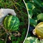 Ce se întâmplă dacă plantezi pepeni galbeni și pepeni verzi