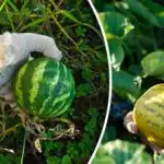 Ce se întâmplă dacă plantezi pepeni galbeni și pepeni verzi