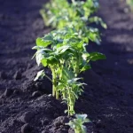 Ce soiuri de cartofi sunt considerate cele mai rele: sunt neplăcute, apoase și formează tuberculi mici ce-soiuri-de-cartofi-sunt-considerate-cele-mai-rele-sunt.webp.webp