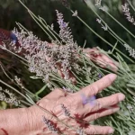 Ce trebuie să faci în martie pentru tufe de lavandă luxuriante ce-trebuie-sa-faci-in-martie-pentru-tufe-de-lavanda.webp.webp