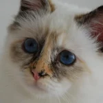 Cele mai loiale 7 rase de pisici care nu te vor lăsa niciodată singură cele-mai-loiale-7-rase-de-pisici-care-nu-te.webp.webp