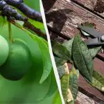 Chiar și un prun "bătrân" va aduce găleți de fructe: