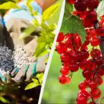 Coacăzele trebuie hrănite primăvara: doar un pumn de îngrășământ pe tufă Coacăzele trebuie hrănite primăvara: doar un pumn de îngrășământ pe