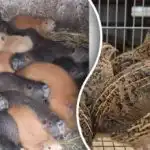 Creșterea profitabilă a animalelor - ce se plătește cel mai repede Creșterea profitabilă a animalelor - ce se plătește cel mai