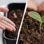 Creșteți într-o săptămână: cum să germinați corect semințele de ardei