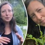 Cum luptă americanii împotriva gândacului de Colorado: fără otrăvuri și