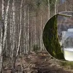 Cum să colectați în mod corespunzător seva de mesteacăn: principalele