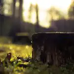 Cum să eliminați un ciot de copac fără o lopată