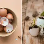 Cum să folosești cojile de ouă în mediul rural: 7