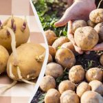 Cum să germinați cartofii înainte de plantare - în lumină