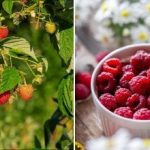 Cum să obțineți 300 kg de zmeură de pe un