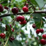 Cum să obțineți o recoltă bună de cireșe: experții au