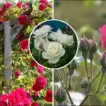 Cum să tai trandafirii după iarnă: secretul florilor luxuriante Cum să tai trandafirii după iarnă: secretul florilor luxuriante