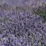 cum-sa-transplantati-lavanda-pentru-a-i-pastra-frumusetea-vigoarea-si.webp.webp