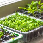 Cum să trezești recolta: în ce să înmoi semințele pentru a evita pierderea de timp Cum să trezești recolta: în ce să înmoi semințele pentru