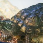 Cum să vă dați seama că o țestoasă cu urechi roșii cere ajutor: limbajul tăcerii pe care puțini îl descifrează cum-sa-va-dati-seama-ca-o-testoasa-cu-urechi.jpg