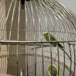 De cât timp are nevoie un papagal pentru a fi fericit: cum să recunoaștem semnele de stres la păsările de pradă de-cat-timp-are-nevoie-un-papagal-pentru-a-fi.jpg