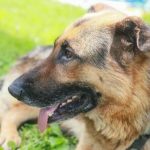 de-ce-cainele-tau-mananca-iarba-si-nu-numai-deslusirea.jpg