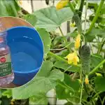 De ce cultivatorii dacha udă castraveții cu oțet: efect neașteptat