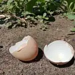 De ce gospodinele experimentate nu aruncă niciodată cojile de ouă: o comoară de calciu pentru casă și grădină de-ce-gospodinele-experimentate-nu-arunca-niciodata-cojile-de-oua.jpg