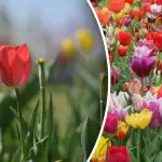 De ce lalelele cresc, dar nu înfloresc: ce trebuie să faceți în martie De ce lalelele cresc, dar nu înfloresc: ce trebuie să