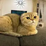 De ce o pisică țipă noaptea, dar este calmă în timpul zilei: anxietate senilă sau boală de-ce-o-pisica-tipa-noaptea-dar-este-calma-in.jpg