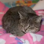 De ce o pisică tolerează durerea și nu o arată: o capcană evolutivă pentru stăpâni de-ce-o-pisica-tolereaza-durerea-si-nu-o-arata.jpg