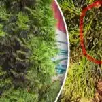 De ce th devin brusc negre: cum să salvați copacii