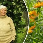 De la afide și până la gândacul de cartofi Colorado: