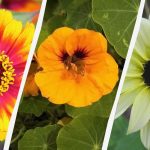 De la sămânță la boboc în 45 de zile: ce