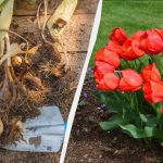 Este deja timpul să plantați bulbi de lalele: ce mare