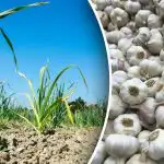 Este important să te încălzești: ce să presari pe usturoi