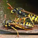 Este posibil să scapi în siguranță de un cuib de