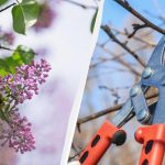 Foarfecele de grădină poate aștepta: 6 plante care nu ar