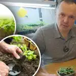 Germenii se ofilesc după transplantare: trei condiții de bază pentru