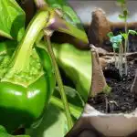 Germenii vor răsări în 24 de ore: o modalitate ușoară