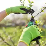 Grădinarilor li s-a reamintit - este timpul să taie piersicile: