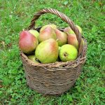 Îmbunătățește funcția intestinală și memoria: nutriționiștii recomandă consumul acestui fruct