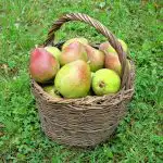 Îmbunătățește funcția intestinală și memoria: nutriționiștii recomandă consumul acestui fruct în locul bananelor Îmbunătățește funcția intestinală și memoria: nutriționiștii recomandă consumul acestui fruct