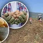 Îngrijirea este disponibilă, dar cartofii sunt mici: expertul spune cum