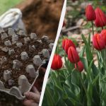 Înțelepții cultivatori de flori au plantat lalele în tăvițe de