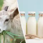 Lapte de capră sau lapte de vacă: medicul explică care
