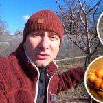 Mai puțin "gras", mai multe fructe: grădinarul dezvăluie cum să