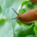 Melcii distrugeau grădina până când a fost plantată o singură