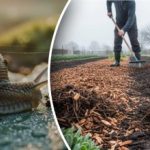 Melcii vor dispărea pentru totdeauna: principala greșeală a grădinarilor de