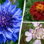 Nici măcar nu trebuie udate: cele mai frumoase flori de