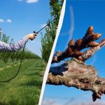 Nu trebuie să vă faceți griji cu privire la dăunători