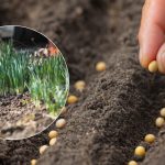 Nu vă temeți de îngheț: ce culturi pot fi însămânțate